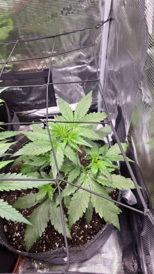 Tropicana Cookies Auto. Week 4