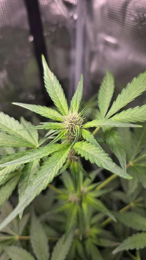 Tropicana Cookies Auto. Week 6