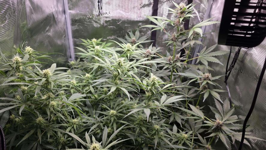 Tropicana Cookies Auto. Week 7