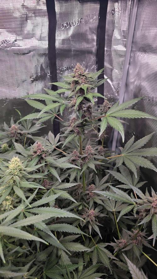 Tropicana Cookies Auto. Week 8