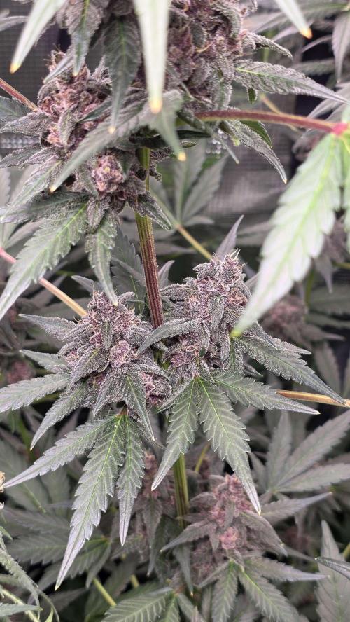 Tropicana Cookies Auto. Week 9