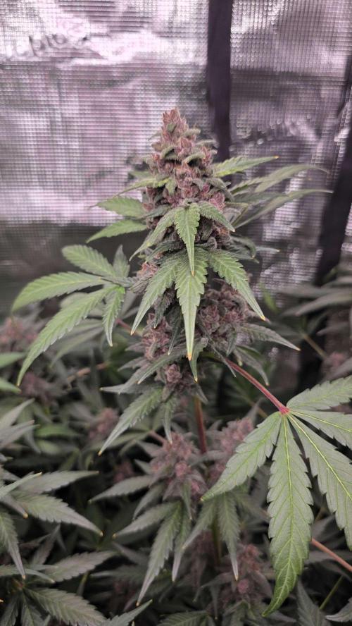 Tropicana Cookies Auto. Week 10