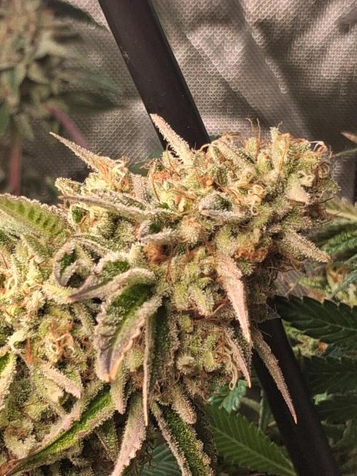 SinCity Strawberry Merringue. Week 11 - 2 weeks before harvest