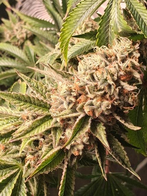 SinCity Strawberry Merringue. Week 11 - 2 weeks before harvest