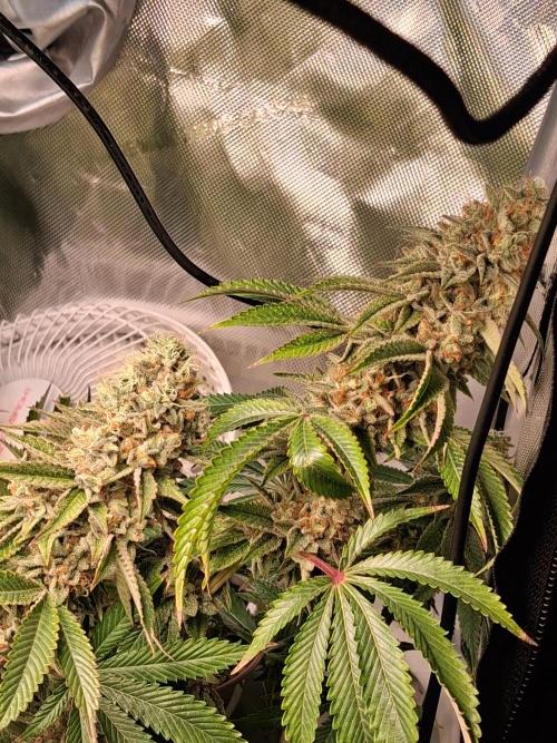 SinCity Strawberry Merringue. Week 11 - 3 weeks before harvest