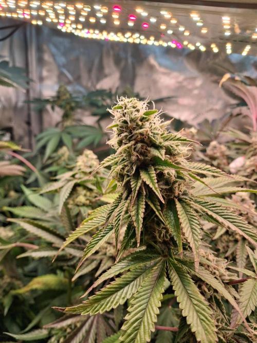 SinCity Strawberry Merringue. Week 11 - 4 weeks from harvest