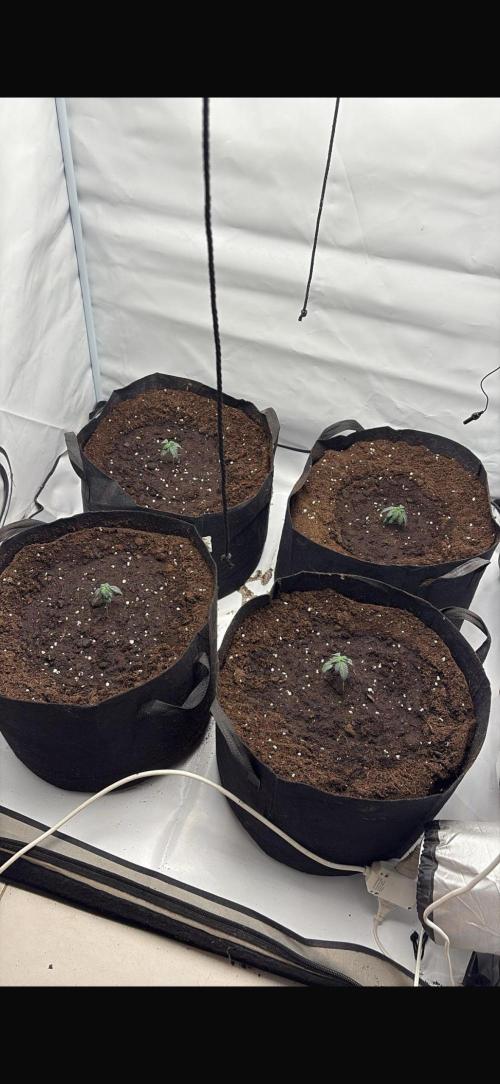 PINK PIE-KARMA GENETICS. Week 1 - 23/01