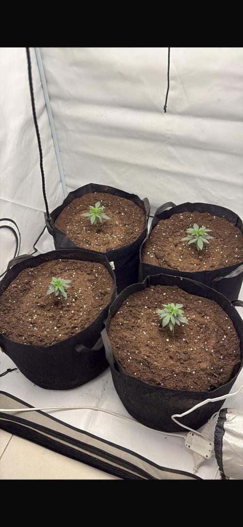 PINK PIE-KARMA GENETICS. Week 1 - 26/01