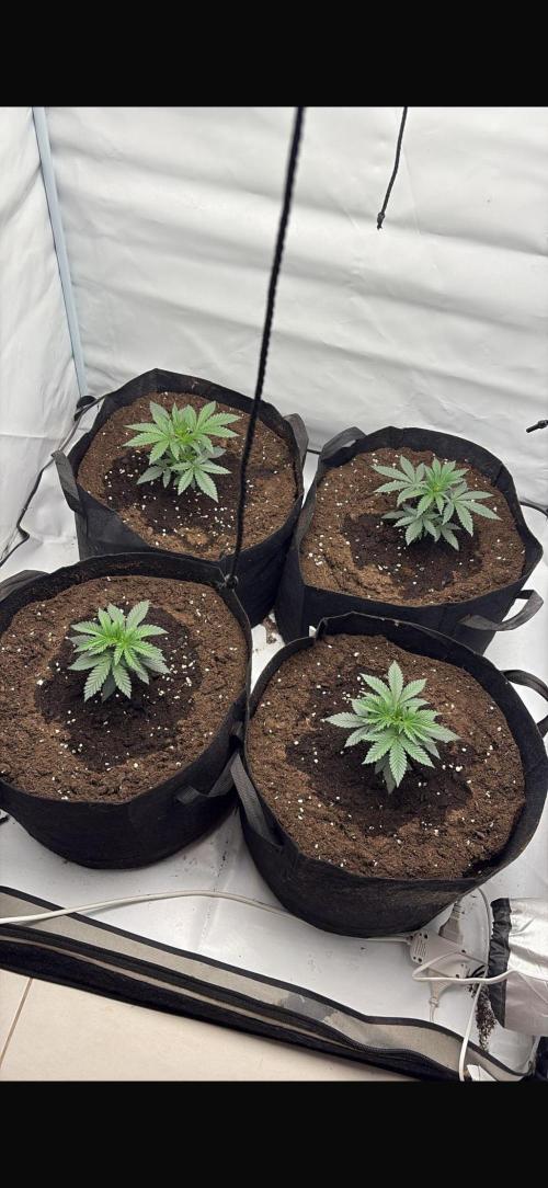 PINK PIE-KARMA GENETICS. Week 2 - 02/02