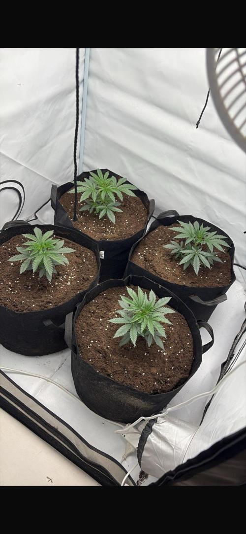 PINK PIE-KARMA GENETICS. Week 2 - 04/02