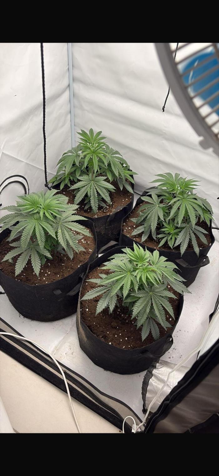 PINK PIE-KARMA GENETICS. Week 3 - 11/02