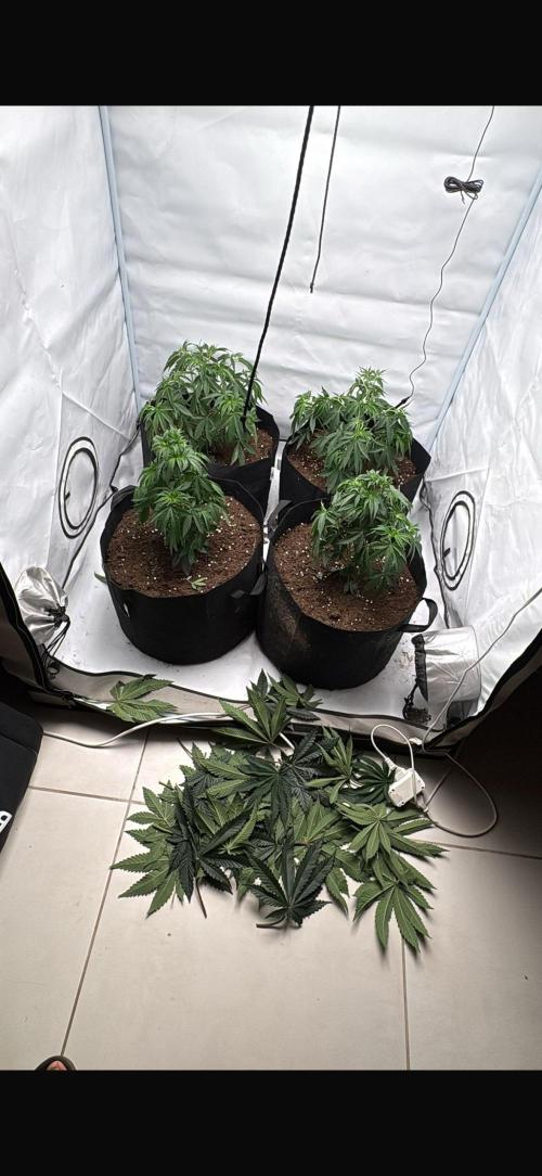 PINK PIE-KARMA GENETICS. Week 4 - 15/02