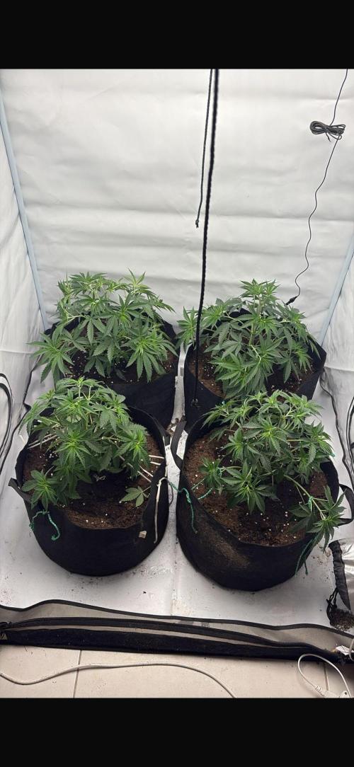 PINK PIE-KARMA GENETICS. Week 4 - 15/02