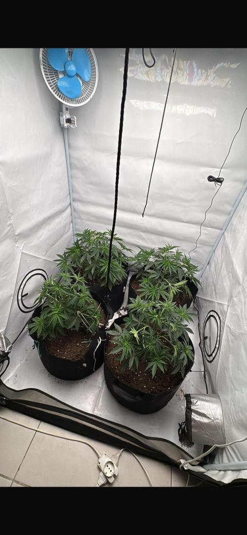 PINK PIE-KARMA GENETICS. Week 4 - 16/02