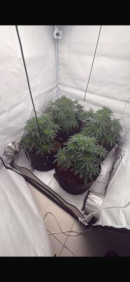 Pink Pie. Week 4