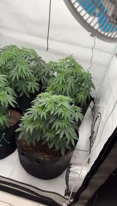 PINK PIE-KARMA GENETICS