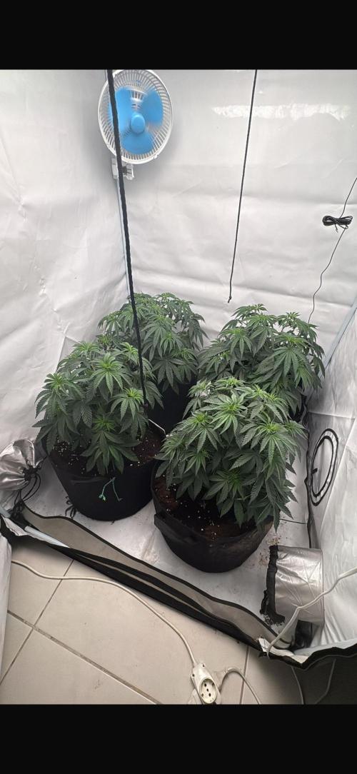 PINK PIE-KARMA GENETICS. Week 5 - 21/02