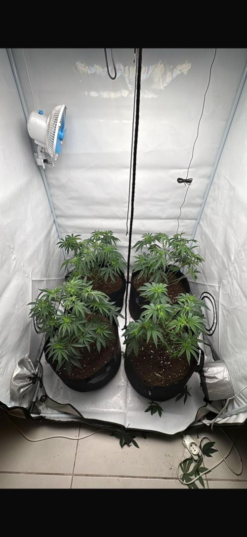 PINK PIE-KARMA GENETICS. Week 5 - 22/02 DEFOLIACIÓN+LIMPIEZA DE BAJOS ESTILO LOLLIPOP 