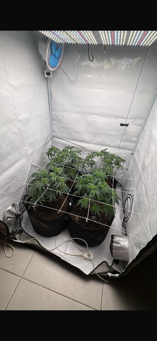 Pink Pie. Week 5