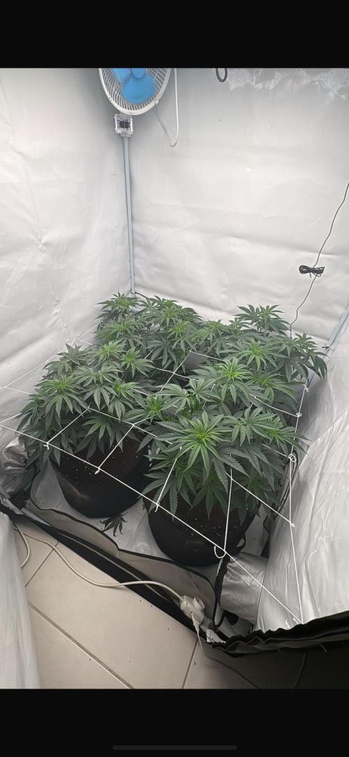 Pink Pie. Week 6