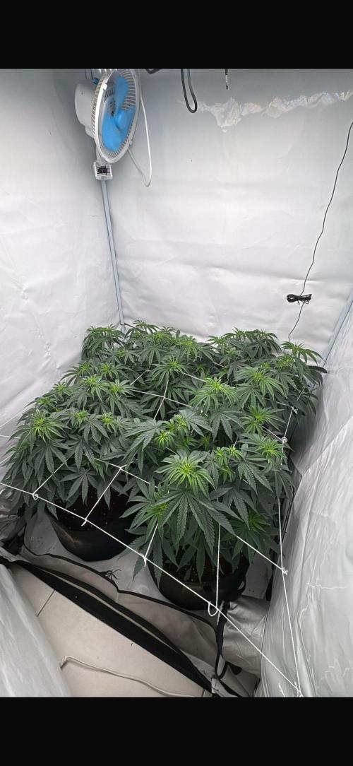 Pink Pie. Week 6