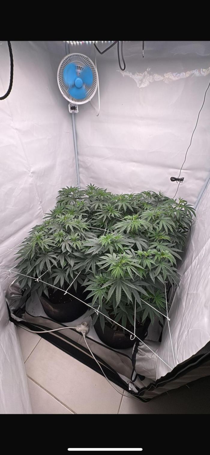 PINK PIE-KARMA GENETICS. Week 7 - 07/03