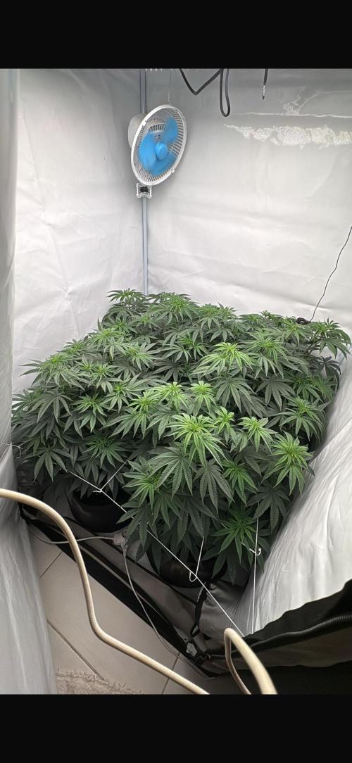 Pink Pie. Week 8