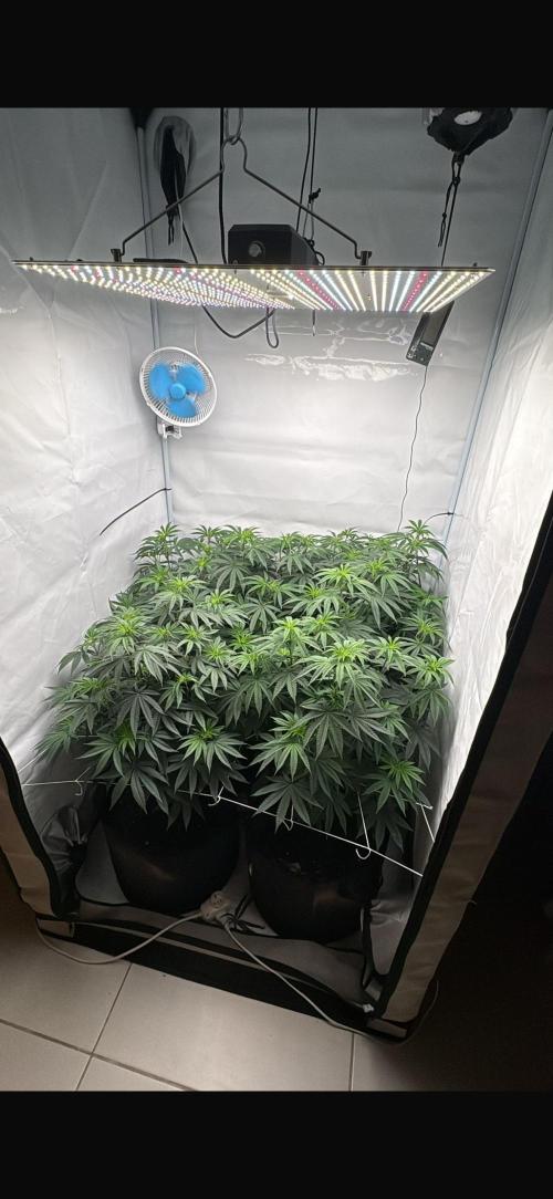 PINK PIE-KARMA GENETICS. Week 9 - 21/03