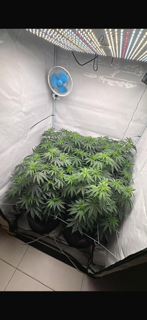 Pink Pie. Week 9