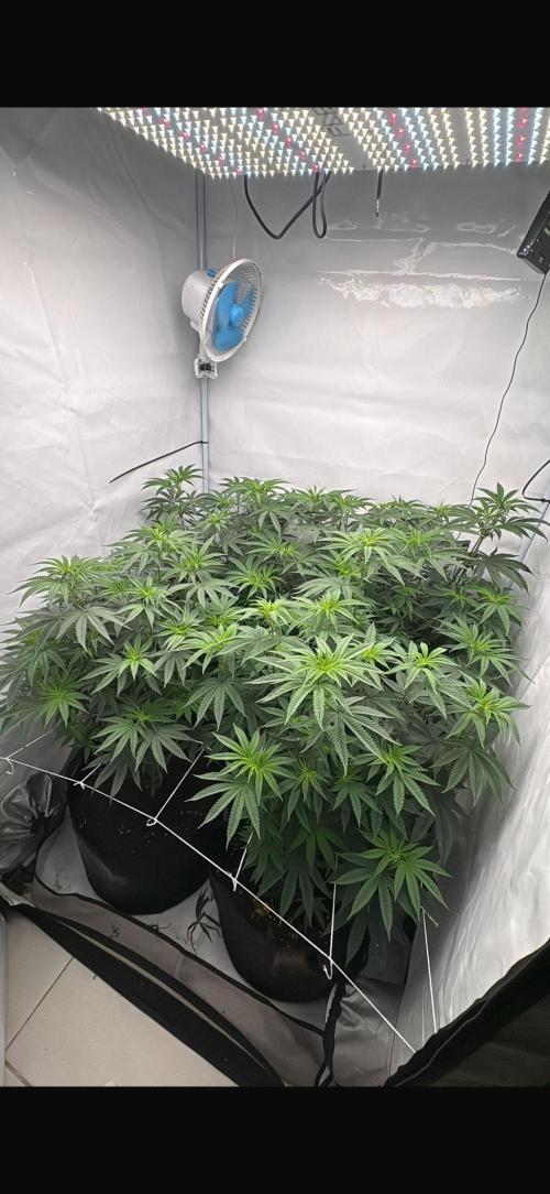 Pink Pie. Week 9