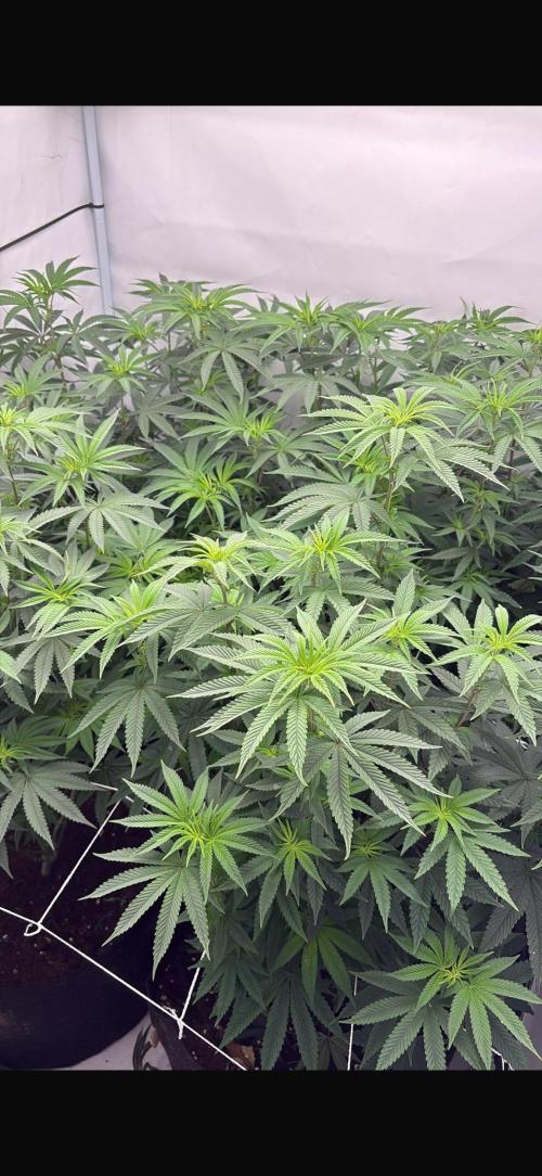 Pink Pie. Week 9