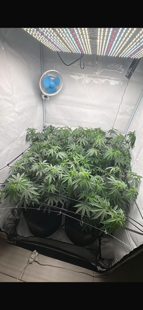 Pink Pie. Week 9