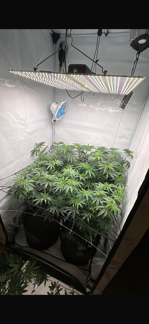 PINK PIE-KARMA GENETICS. Week 10 - 26/03 DEFOLIACION