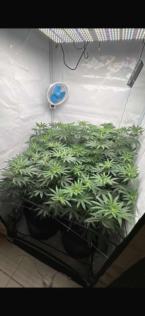 PINK PIE-KARMA GENETICS. Week 10 - 01/04
