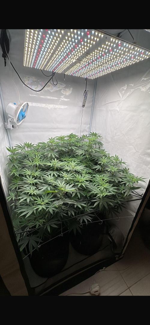 Pink Pie. Week 10