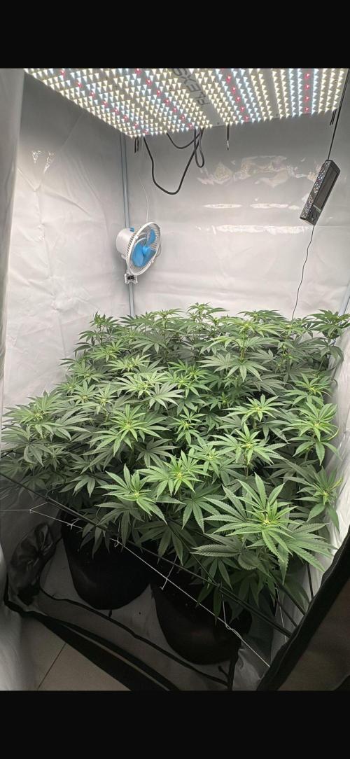 PINK PIE-KARMA GENETICS. Week 11 - 03/04