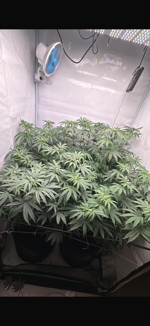 PINK PIE-KARMA GENETICS. Week 11 - 06/04