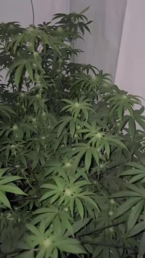 PINK PIE-KARMA GENETICS