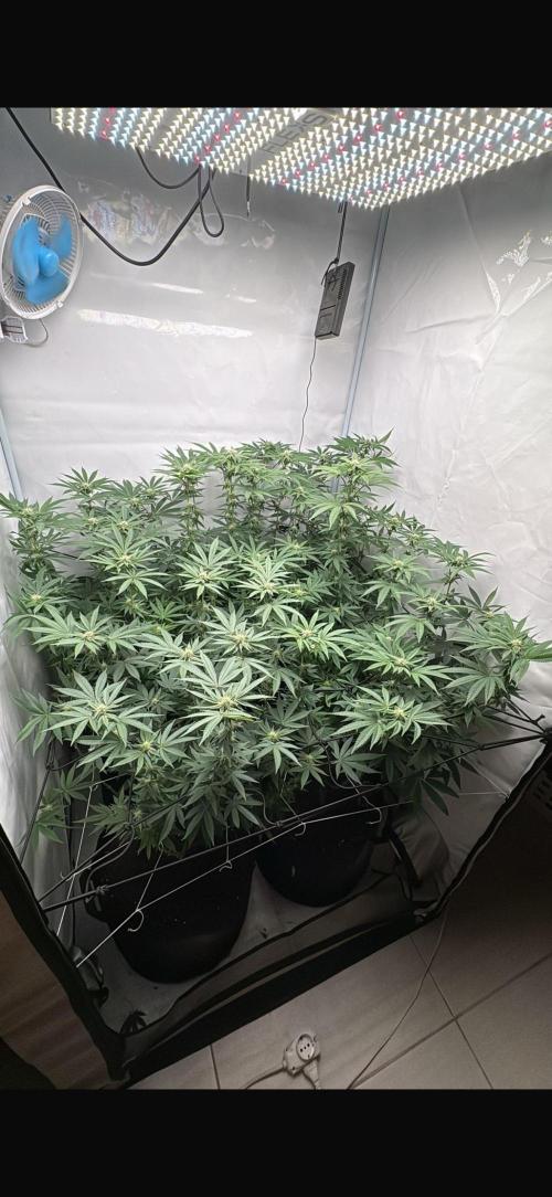 PINK PIE-KARMA GENETICS. Week 12 - 10/04