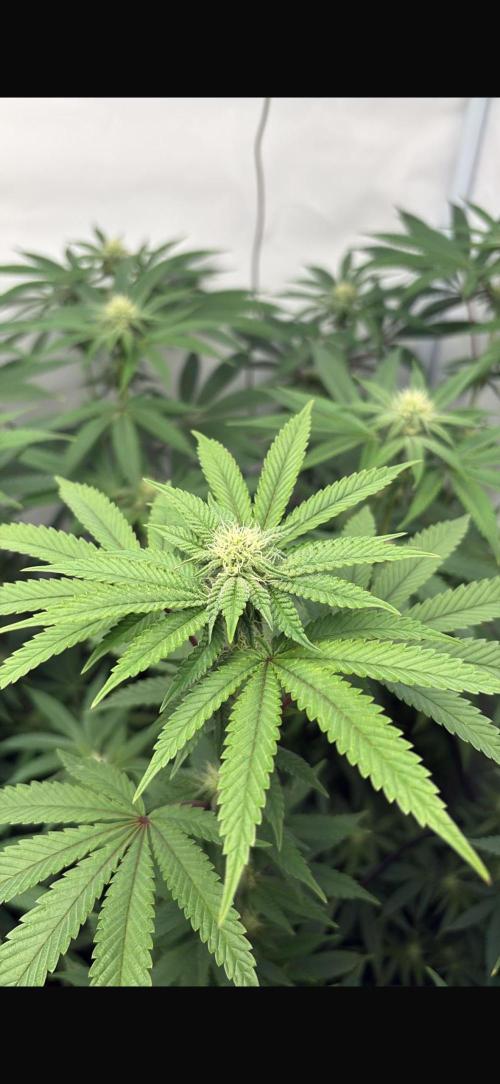 PINK PIE-KARMA GENETICS. Week 12 - 10/04