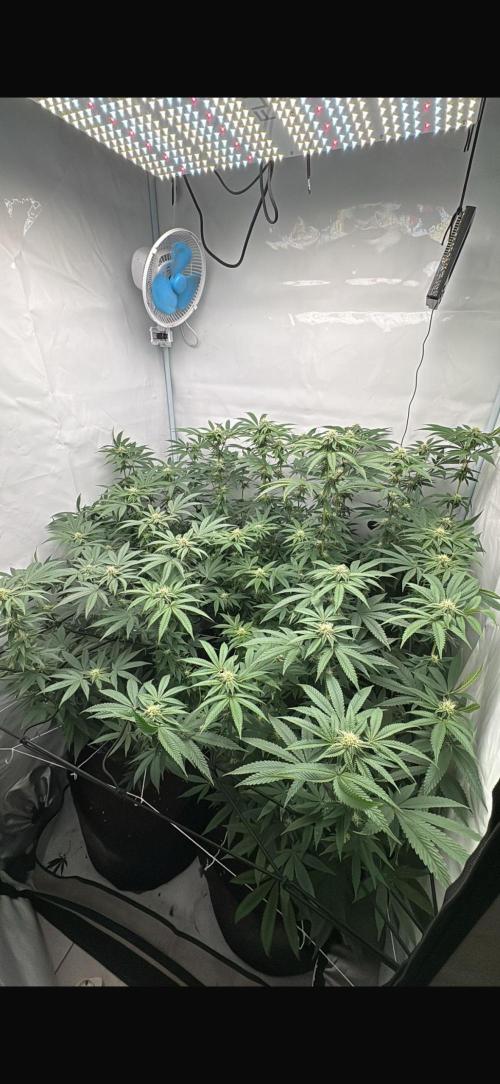 PINK PIE-KARMA GENETICS. Week 12 - 11/04