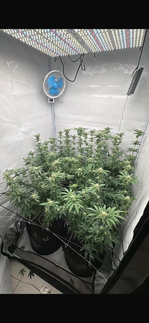 Pink Pie. Week 12