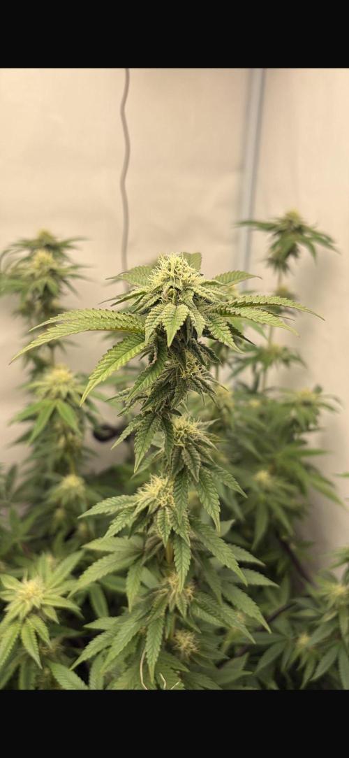 PINK PIE-KARMA GENETICS. Week 13 - 16/04