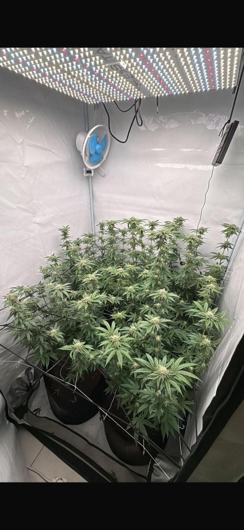 PINK PIE-KARMA GENETICS. Week 13 - 16/04