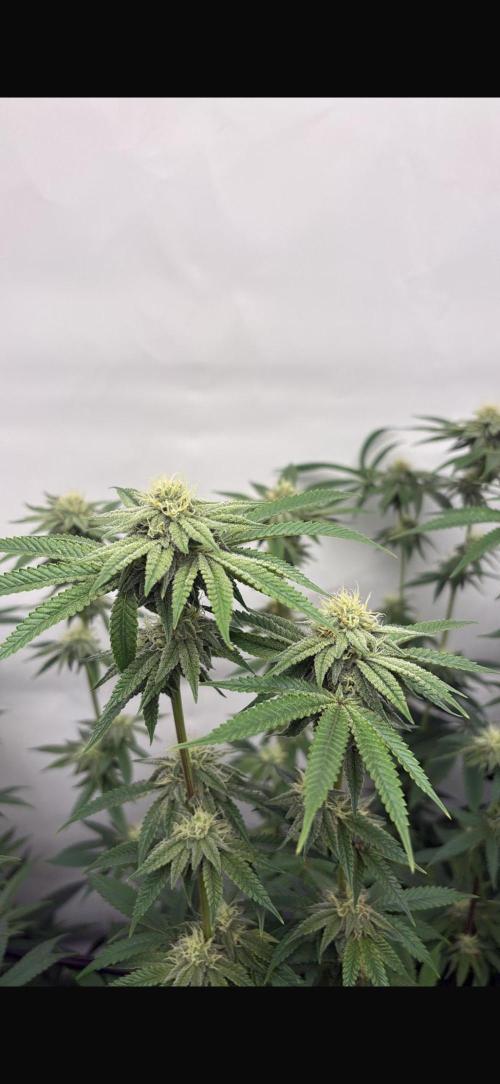 PINK PIE-KARMA GENETICS. Week 13 - 16/04