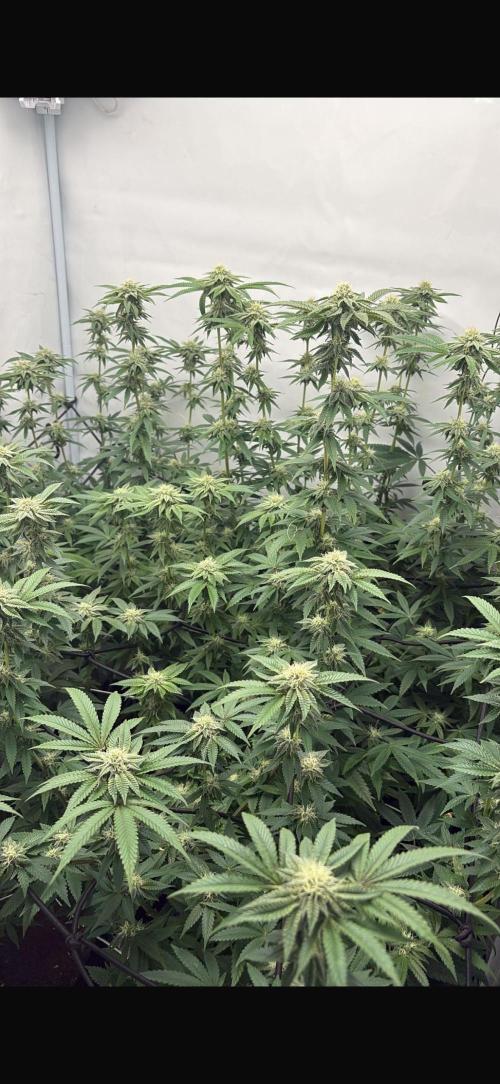 Pink Pie. Week 13