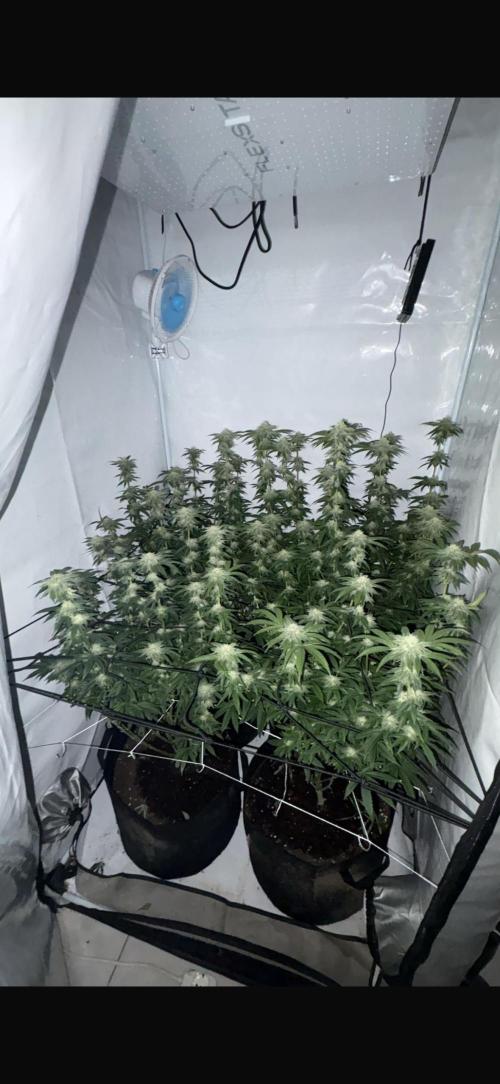 PINK PIE-KARMA GENETICS. Week 13 - 18/04