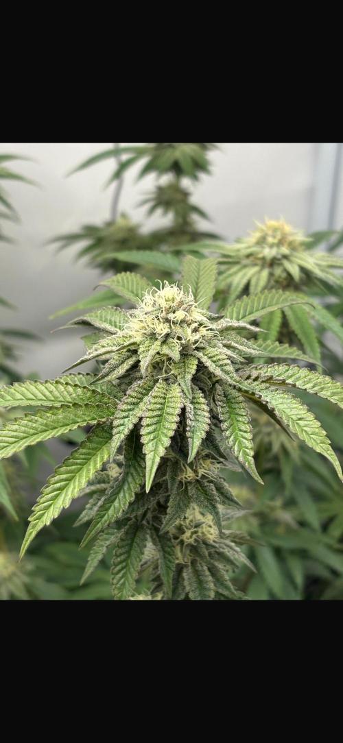 PINK PIE-KARMA GENETICS. Week 13 - 21/04