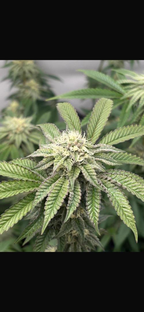 PINK PIE-KARMA GENETICS. Week 13 - 21/04