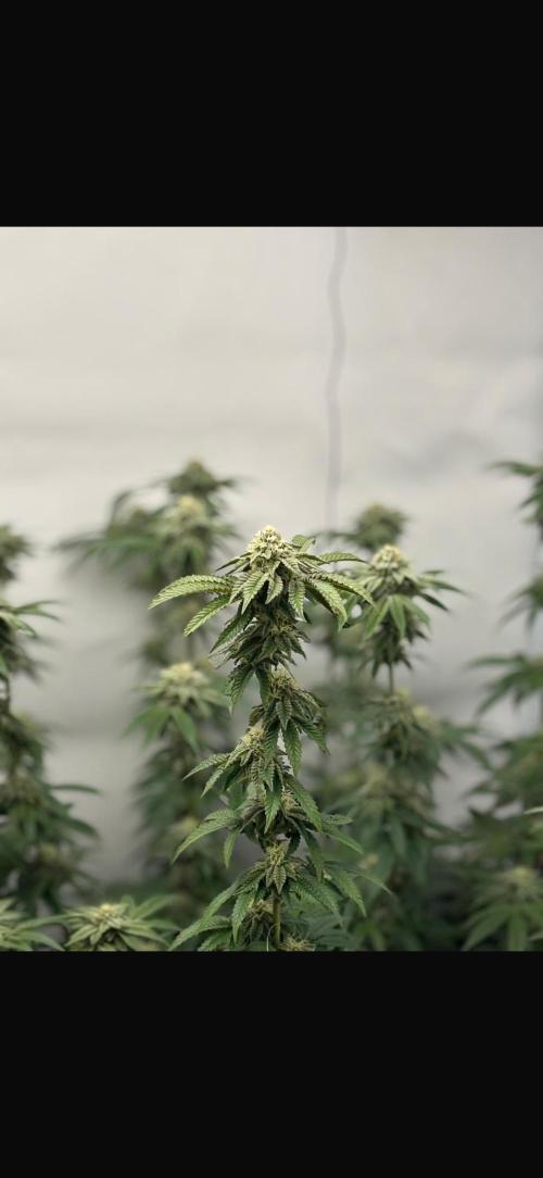 Pink Pie. Week 13